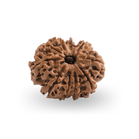10 Mukhi Rudraksha