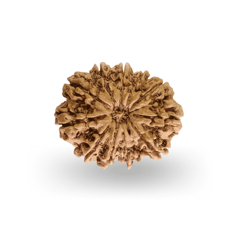 11 Mukhi Rudraksha