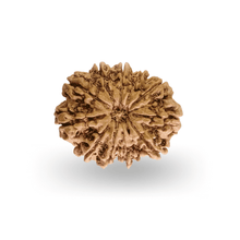 11 Mukhi Rudraksha
