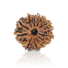 11 Mukhi Rudraksha