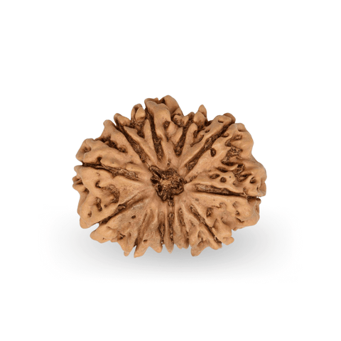 12 Mukhi Rudraksha