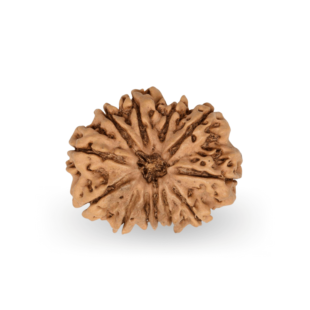 12 Mukhi Rudraksha