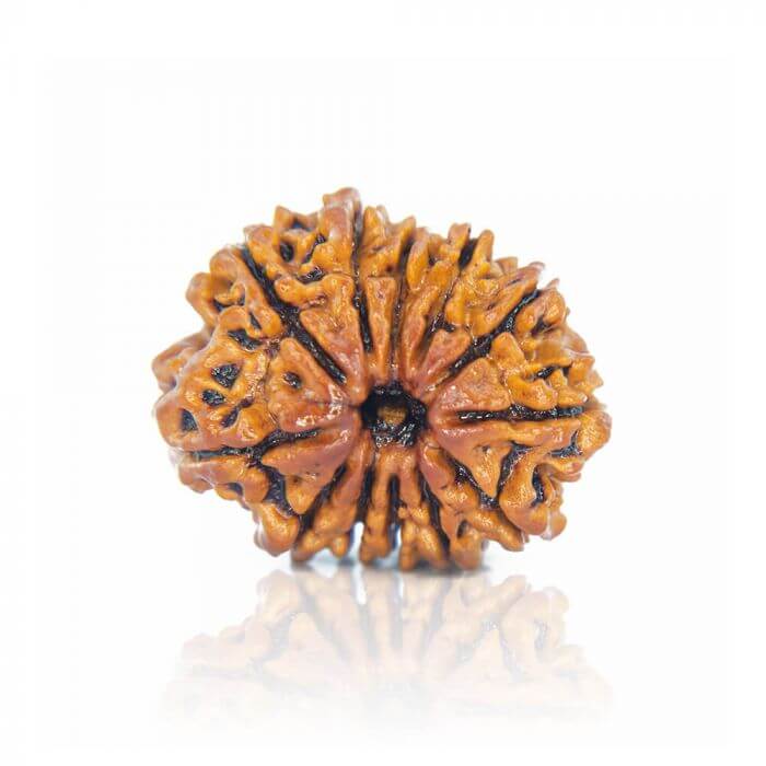 12 Mukhi Rudraksha