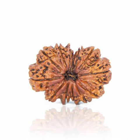 13 Mukhi Rudraksha