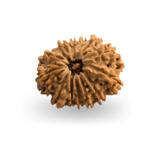 13 Mukhi Rudraksha