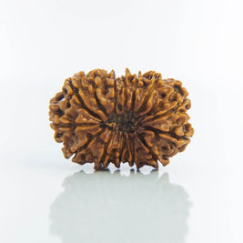 14 Mukhi Rudraksha