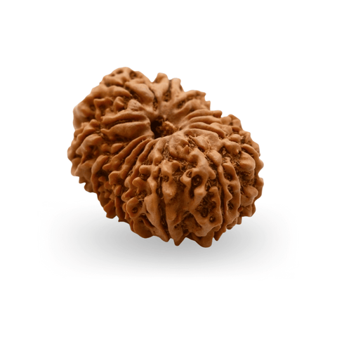 14 Mukhi Rudraksha