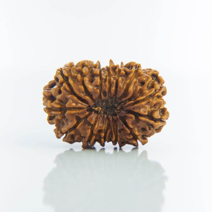 14 Mukhi Rudraksha