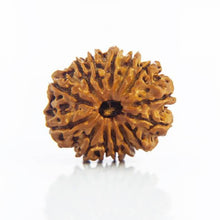 14 Mukhi Rudraksha