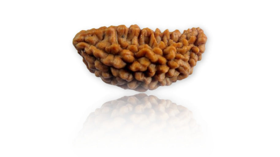 1 Mukhi Rudraksha
