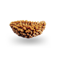 1 Mukhi Rudraksha