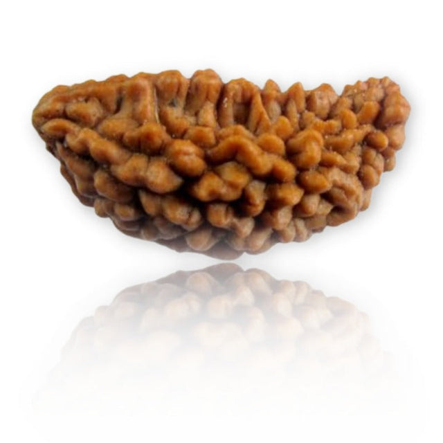 1 Mukhi Rudraksha