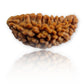 1 Mukhi Rudraksha