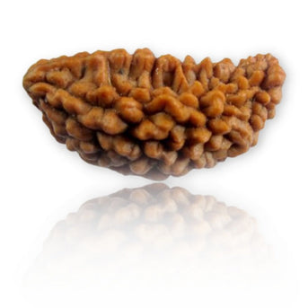 1 Mukhi Rudraksha