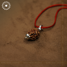 2 Mukhi Rudraksha