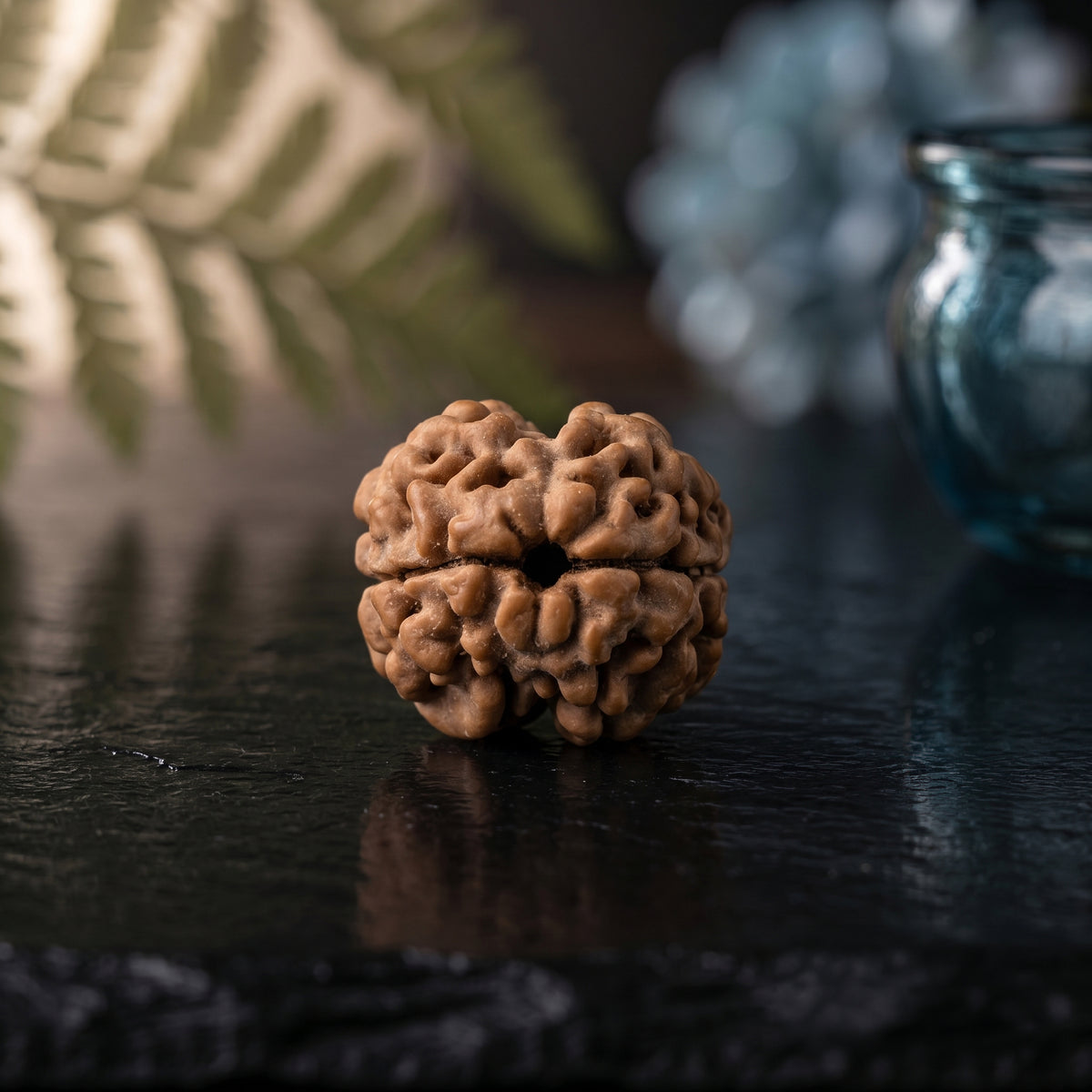 2 Mukhi Rudraksha