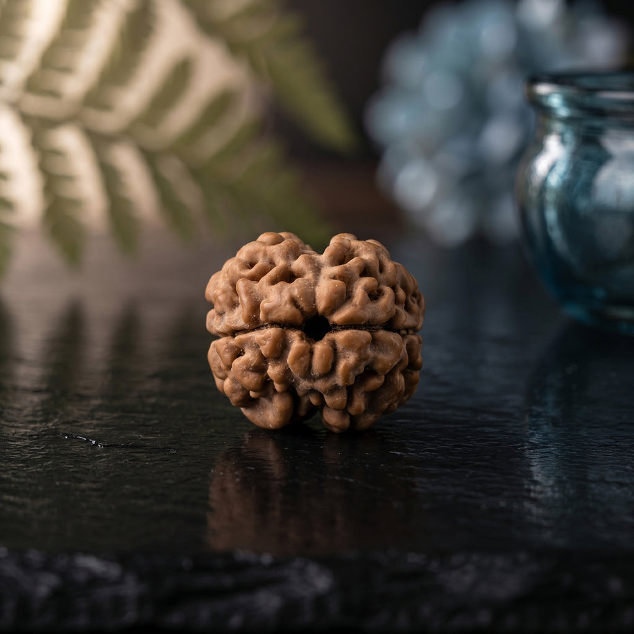 2 Mukhi Rudraksha