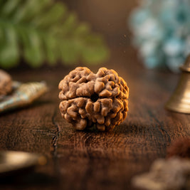 2 Mukhi Rudraksha