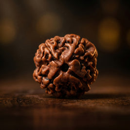 4 Mukhi Rudraksha