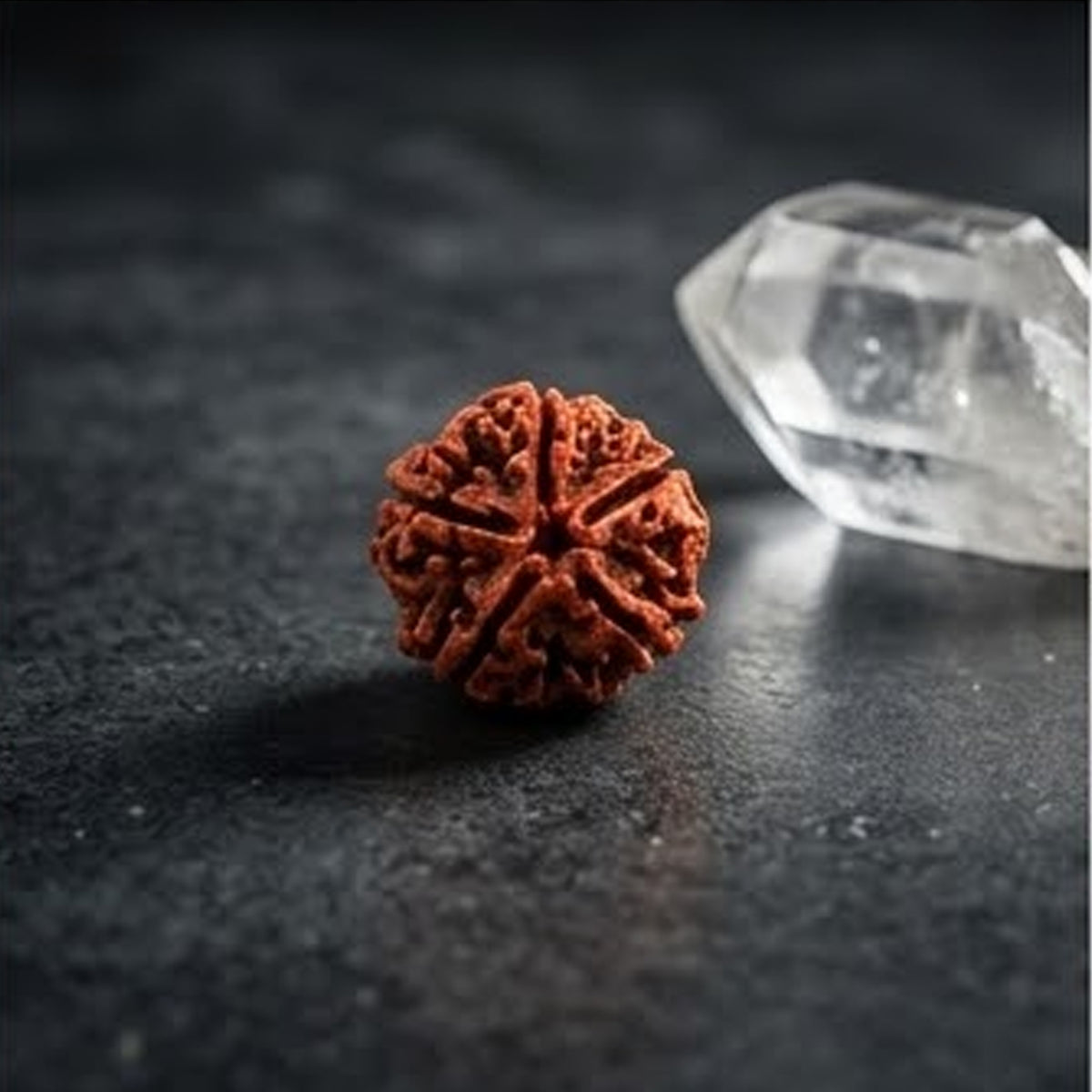 5 Mukhi Rudraksha