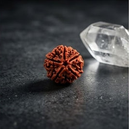 5 Mukhi Rudraksha