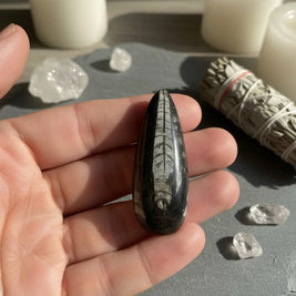 Kuber Stone Orthoceras Fossil