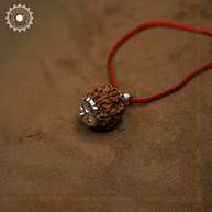 5 Mukhi Rudraksha
