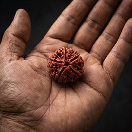 5 Mukhi Rudraksha