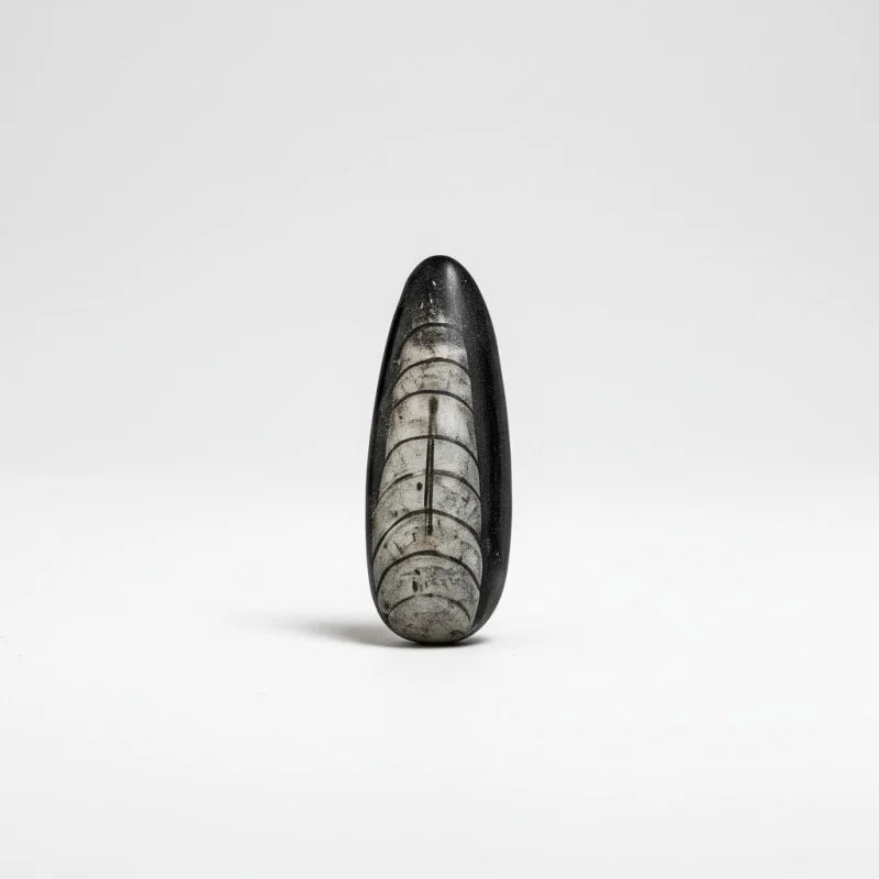 Kuber Stone Orthoceras Fossil