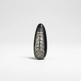 Kuber Stone Orthoceras Fossil